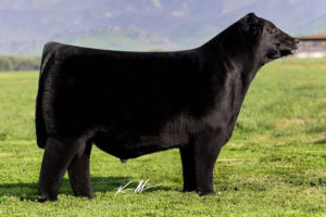 Colburn Primo 5153