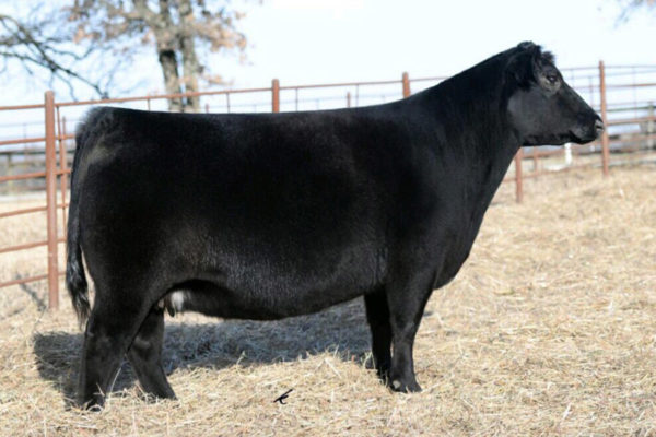 Silveiras S Sis Sandy 2352